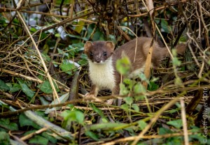 Stoat 