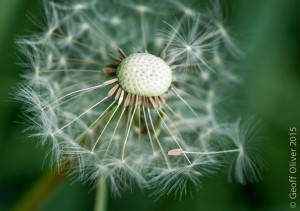 Common Dandelion      