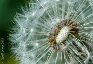Common Dandelion      