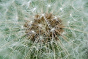 Common Dandelion      