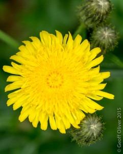 Common Dandelion  