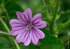 Common Mallow   