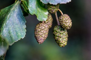 Common Alder    