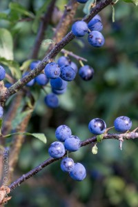 Blackthorn with sloes    