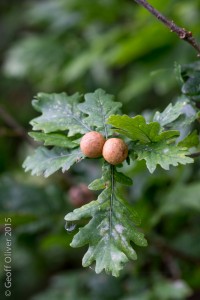 English Oak with Galls      