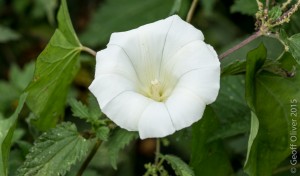 Hedge Bindweed      