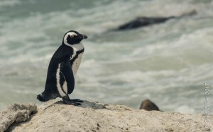 Jackass Penguin - Boulders