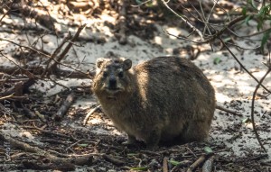 Rock Hyrax - Boulders