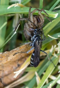 Spider Hunting Wasp