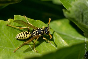 Paper wasp