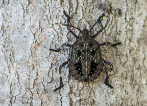 Shieldbug