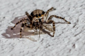 Jumping Spider