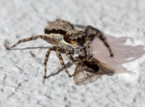 Jumping Spider