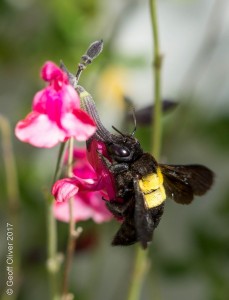 Carpenter Bee