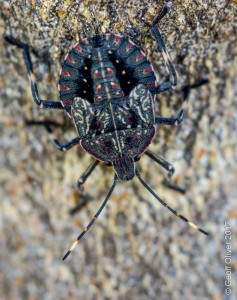 Shieldbug