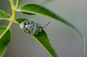 Shieldbug