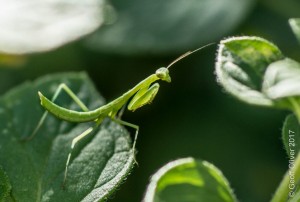 Praying Mantis