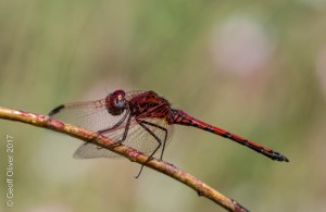 Dragonfly