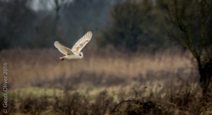 Barn Owl