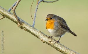 Robin