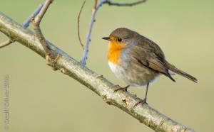 Robin