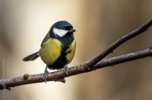 Great Tit