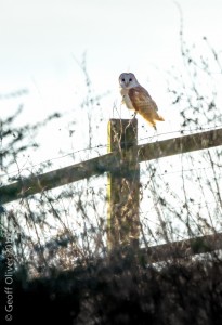 Barn Owl