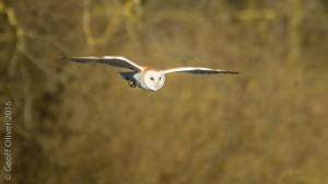 Barn Owl