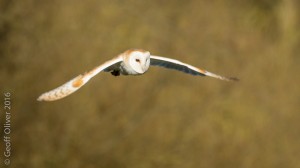 Barn Owl