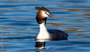 Great Crested Grebe