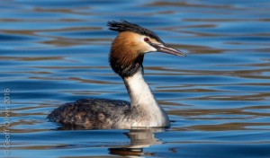 Great Crested Grebe