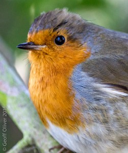 Robin