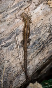 Common Lizard