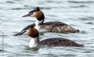 Great Crested Grebe    