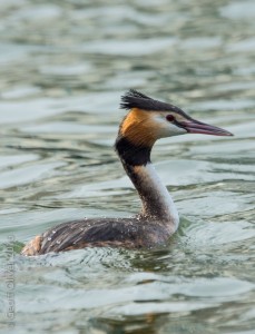 Great Crested Grebe    