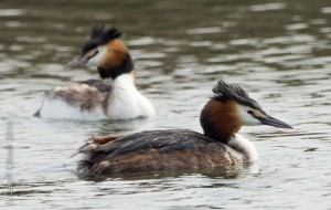 Great Crested Grebe    