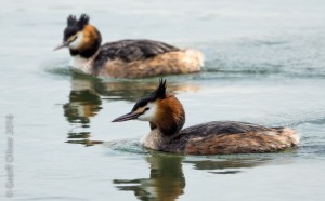 Great Crested Grebe    