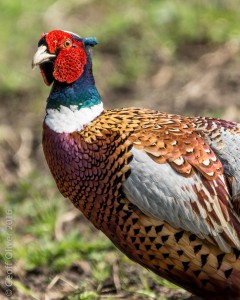 Pheasant    