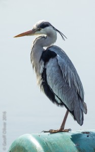 Grey Heron    