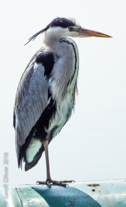 Grey Heron    