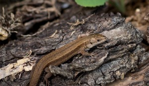 Common Lizard