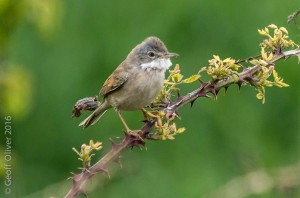 Whitethroat    