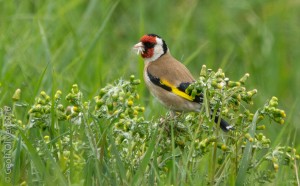 Goldfinch    
