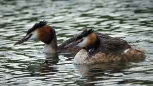 Great Crested Grebe    