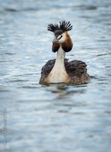 Great Crested Grebe    