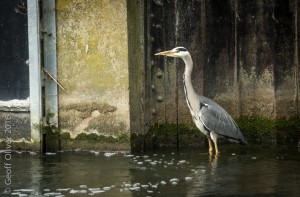 Grey Heron    