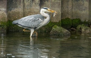 Grey Heron    