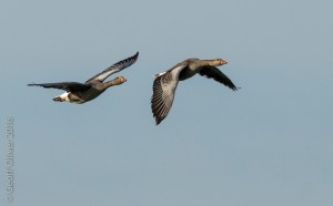 Greylag Geese    
