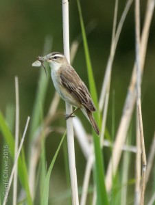 Sedge Warbler    