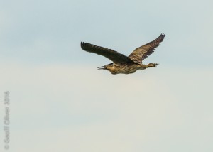 Bittern    